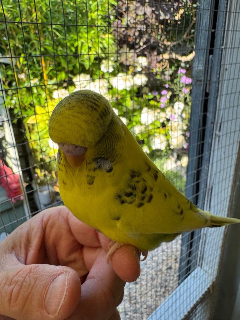 Baby budgies