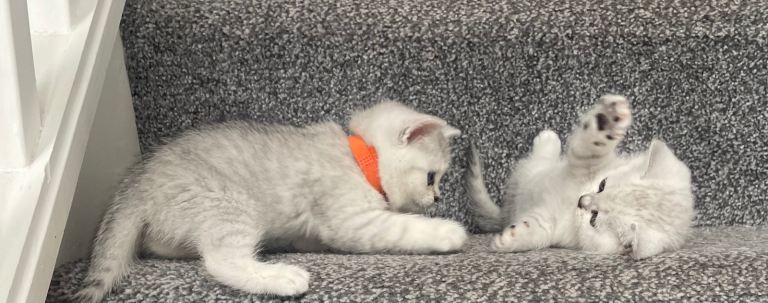 Pedigree British Short Hair Kittens