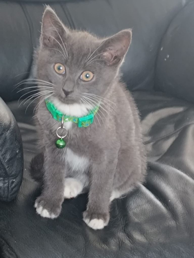 Female Russian blue / ragdoll mix 