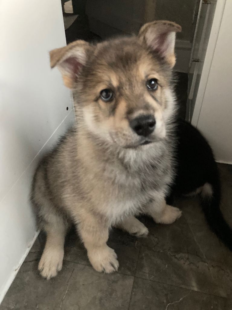 Shepsky puppies 