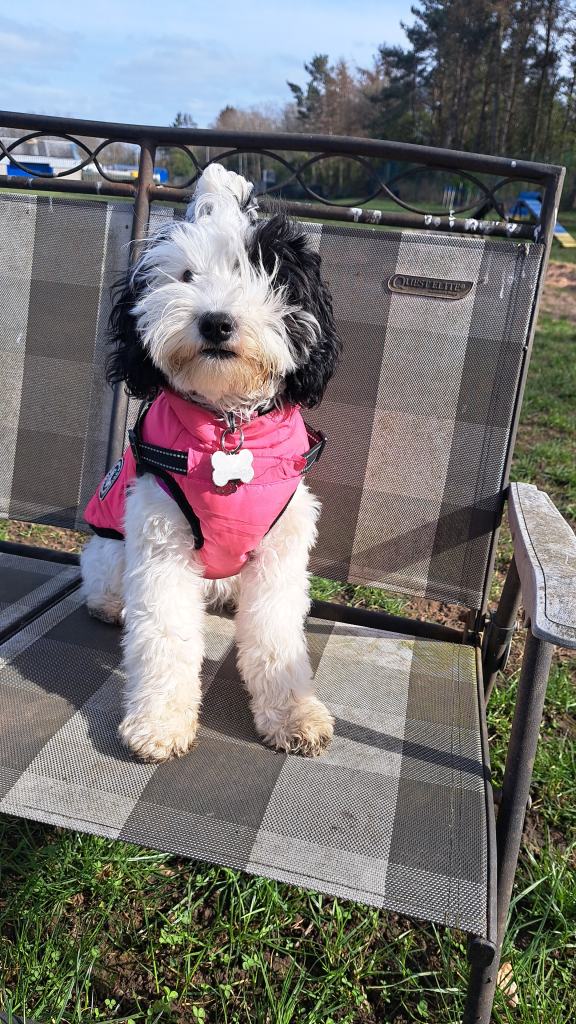 8 month old bitch cavapoo