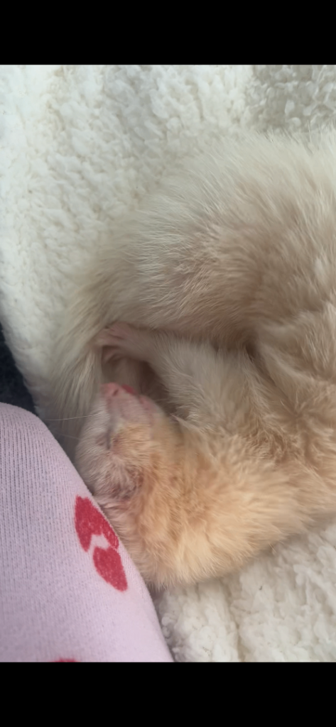 Female ferret 