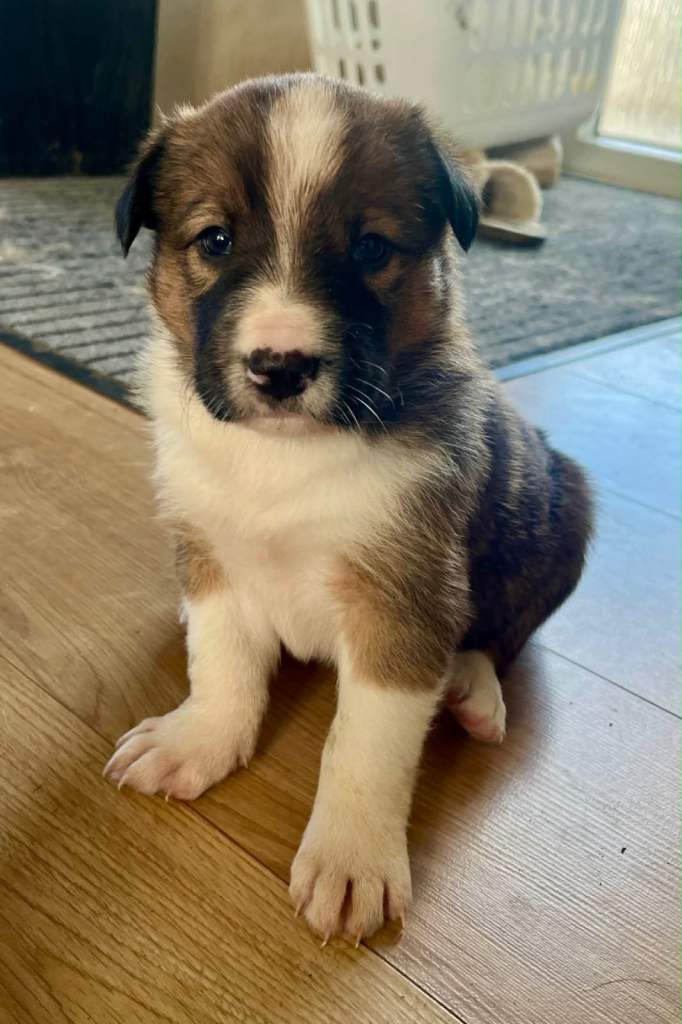 6 beautiful Welsh sheepdog puppies 