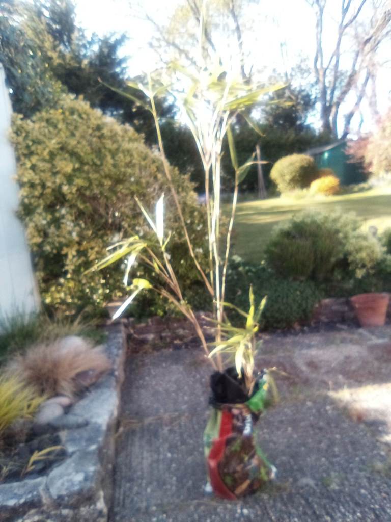 For sale. Mature bamboo plant  - £5