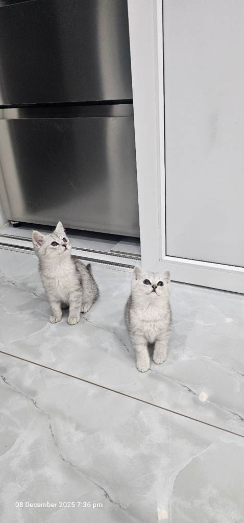 kittens 2 lovely girl available for new house 