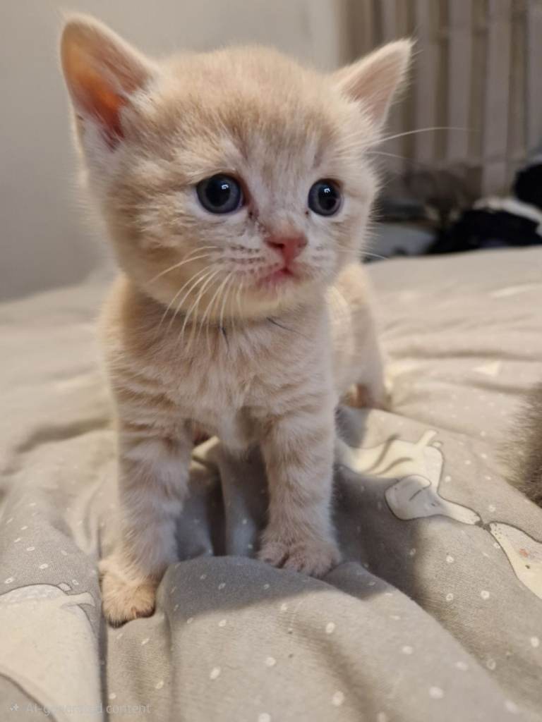 British Shorthair kittens 