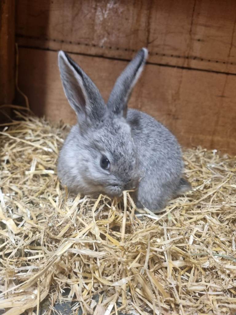 Baby Rabbits