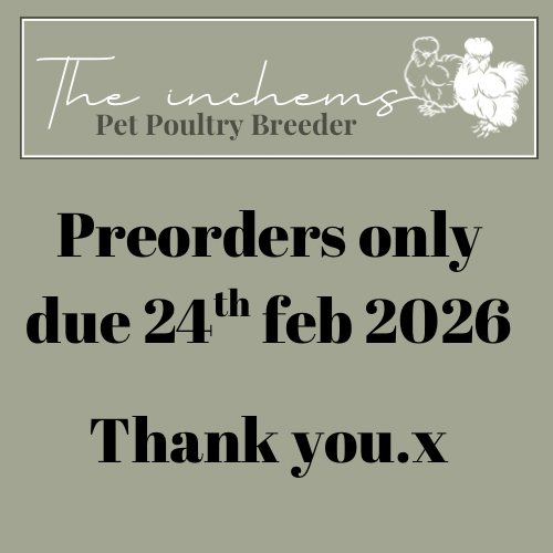 Chicks & starter kits