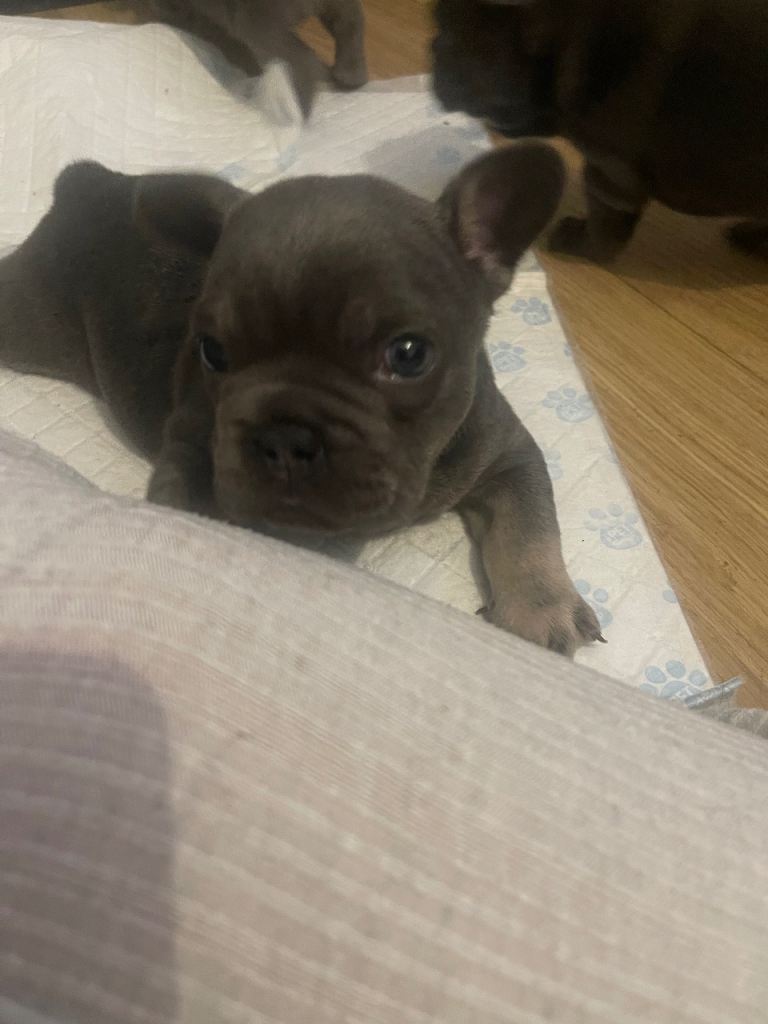 French Bulldog Puppies 