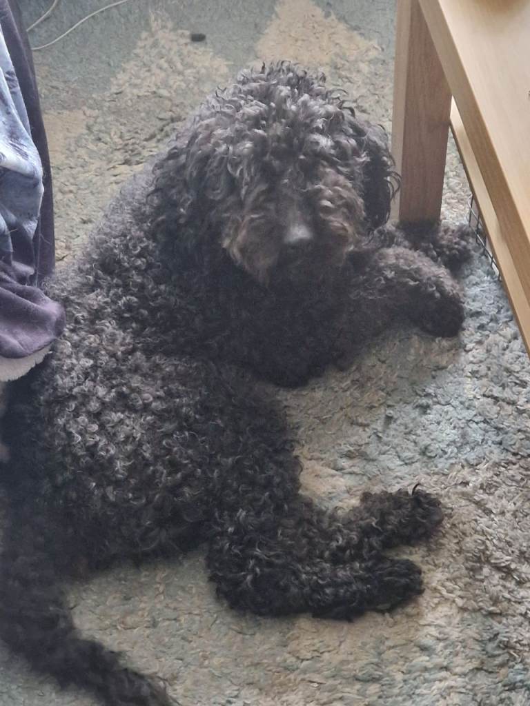 Just turned 3 year old mini sheepadoodle 