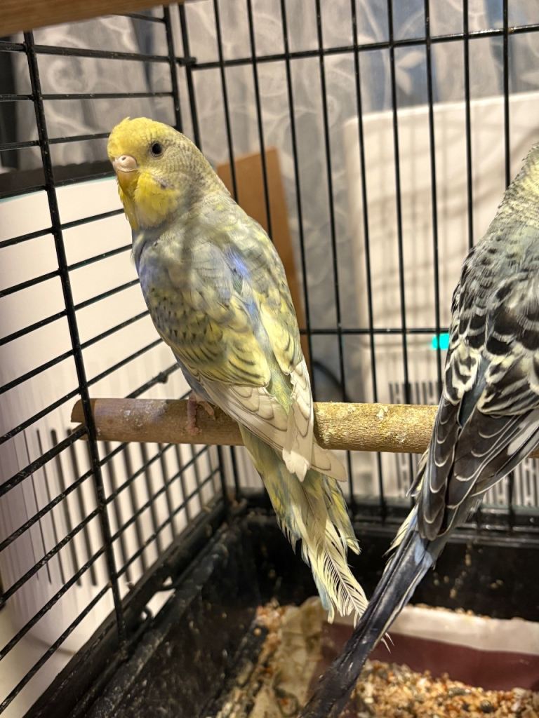 Baby budgies 