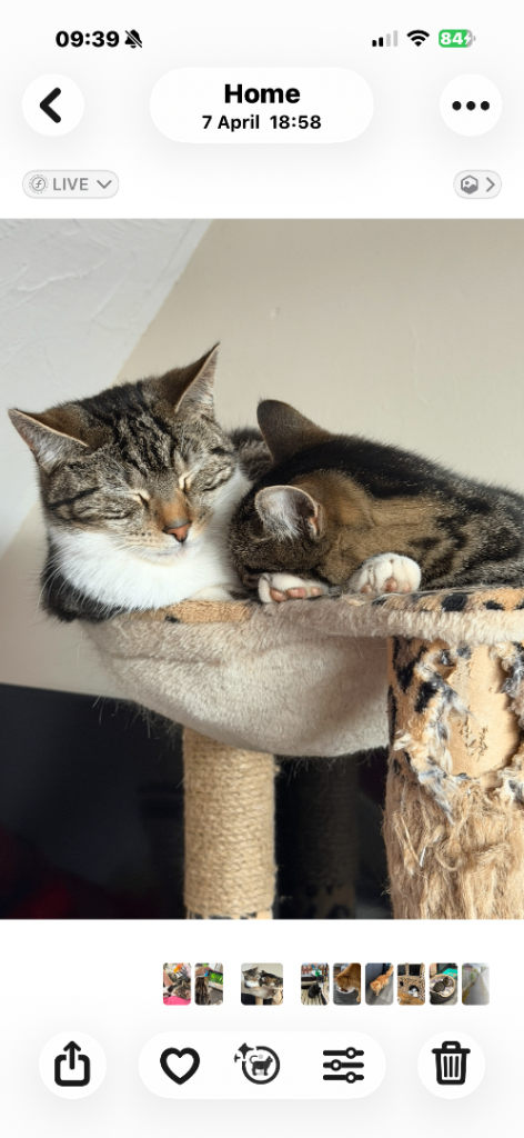 2 cats 