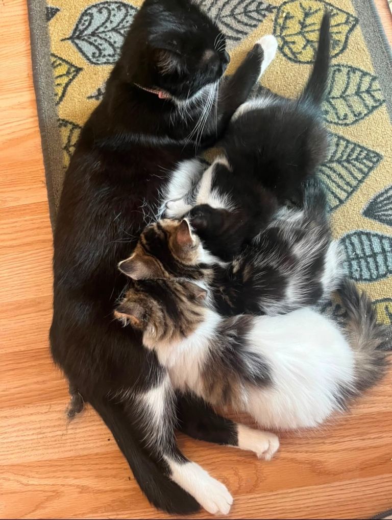 Kittens for sale 