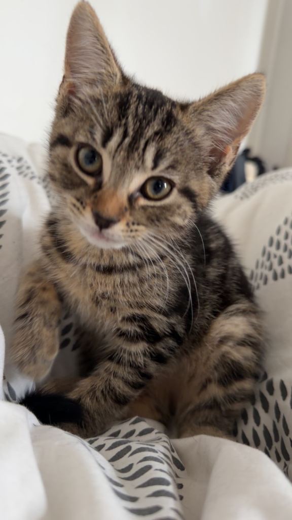 TABBY KITTEN READY TO GO NOW (NEEDS TO GO TODAY ASAP)