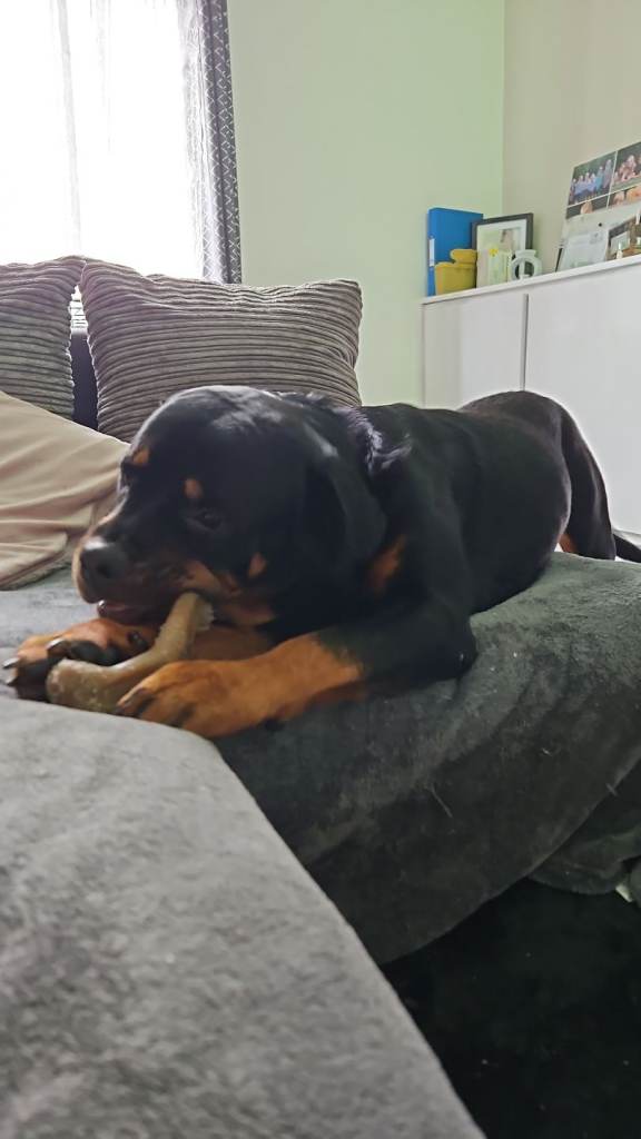 16 month old rotty