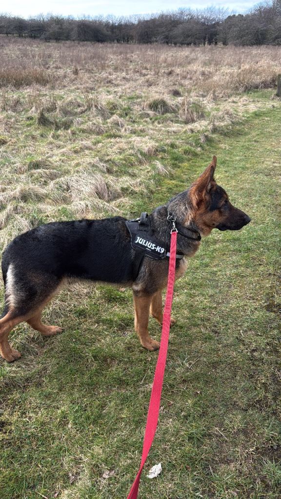 German Shepherd puppy