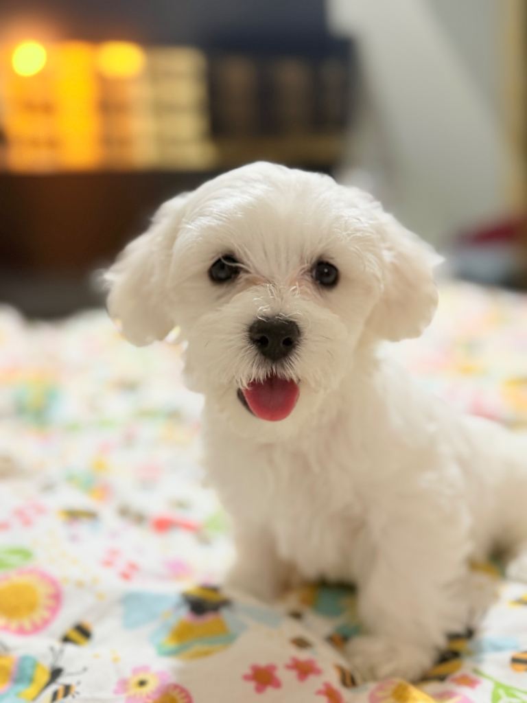 Puppi