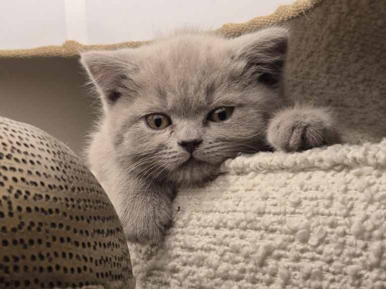 Adorable Silver British Shorthair Kitten for sale