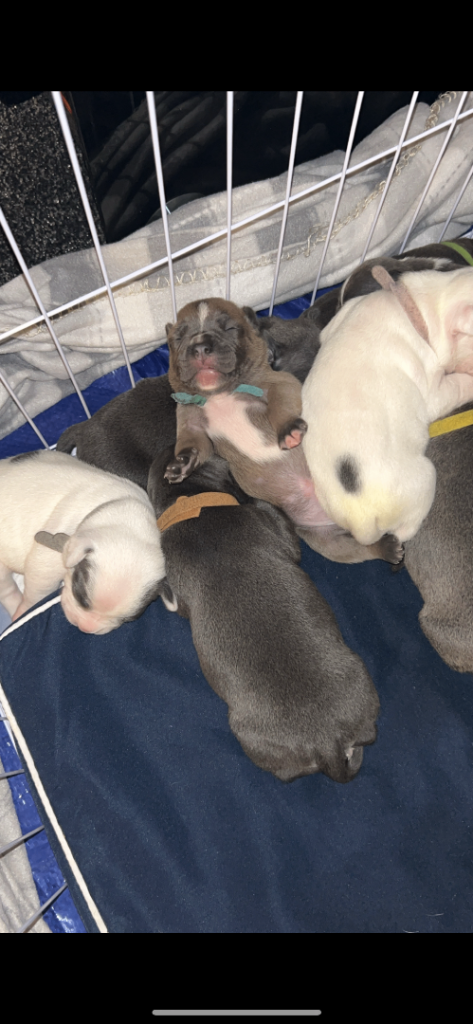 THREE LEFT staffy/frenchie pups 