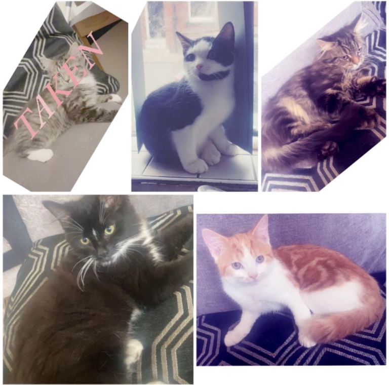 4 Beautiful Mixed Breed Kittens 🐾