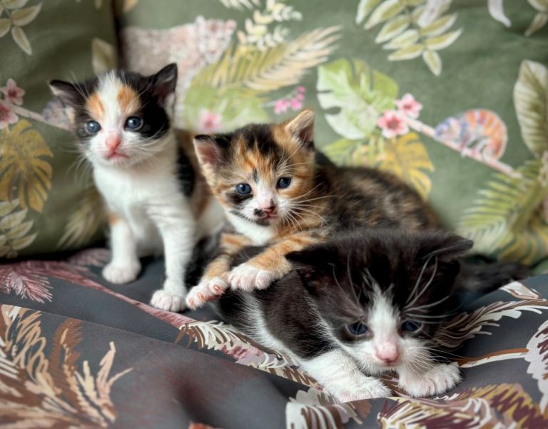 Gorgeous kittens
