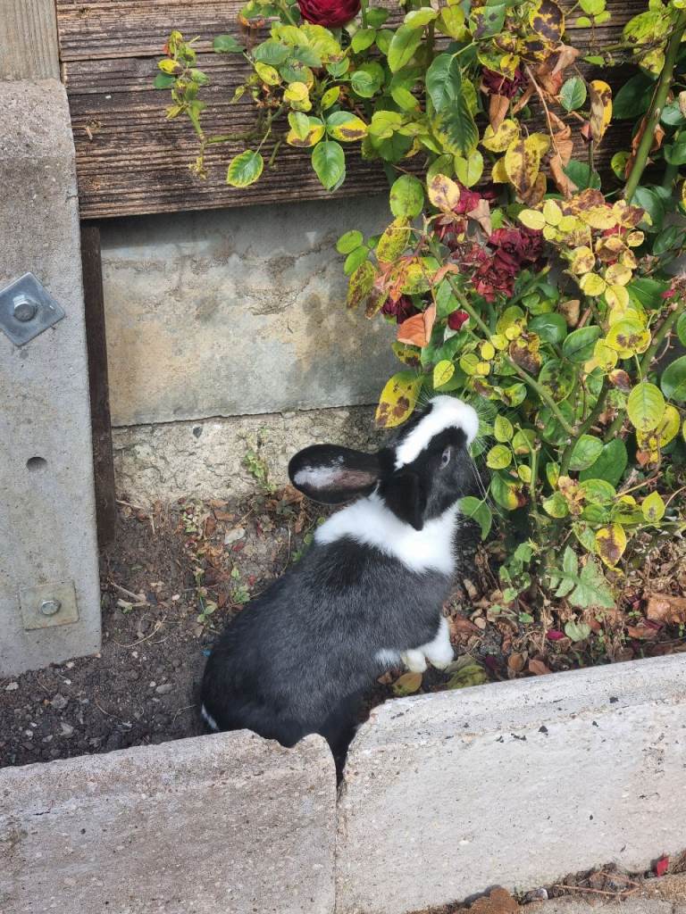 Rabbit