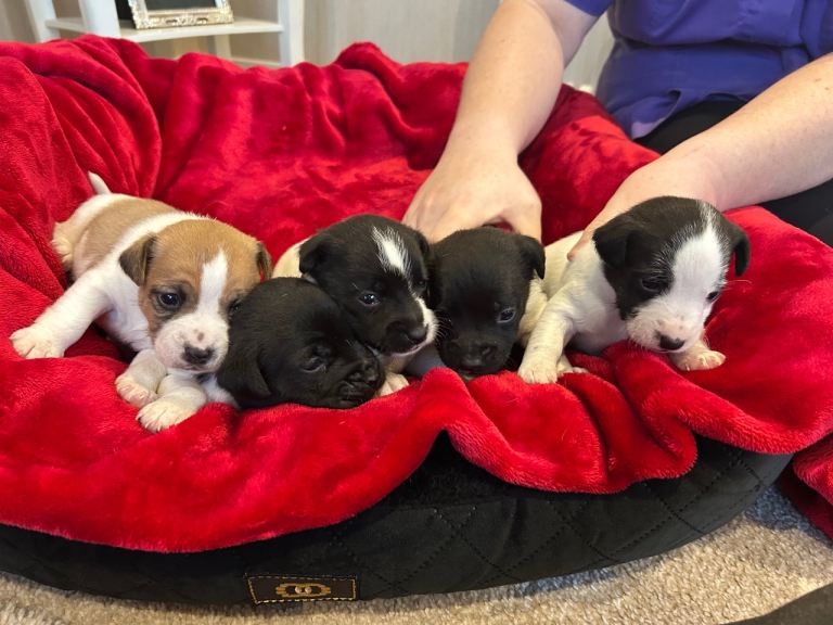 Jack Russell puppies 