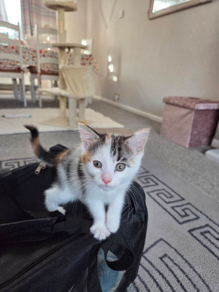 Cute Calico Kitten