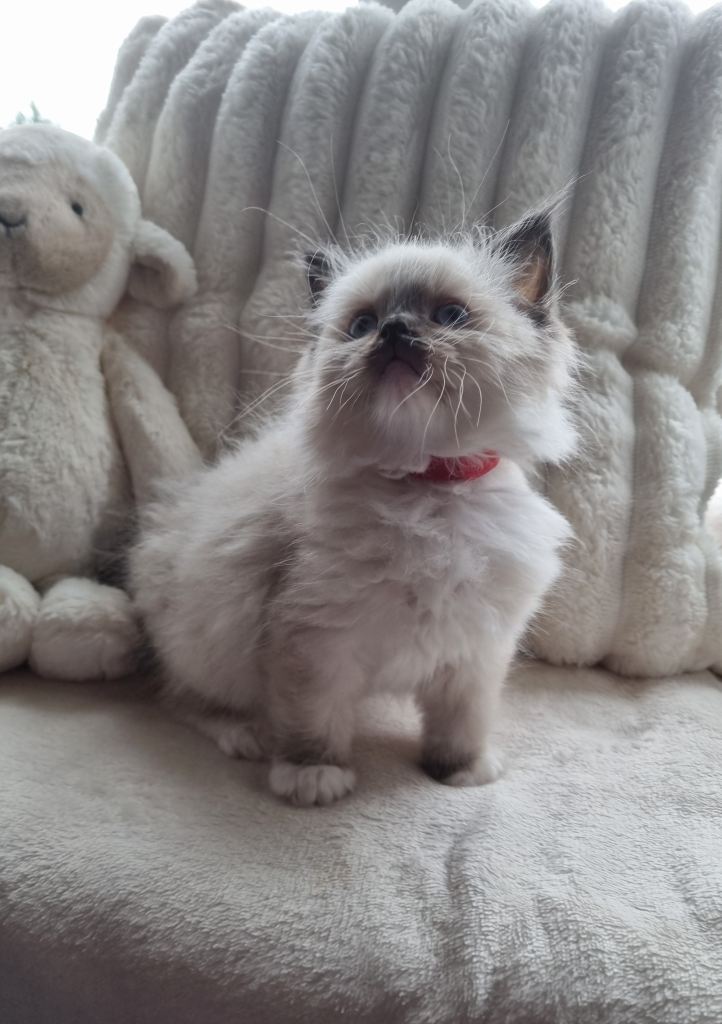 Pure Breed Ragdoll Kittens 2 x Males 