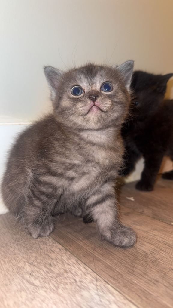 Beautiful Male BSH x Ragdoll Kitten – Ready for His Forever Home 🐾