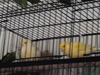 2 Pairs of canaries ( example photo ) 