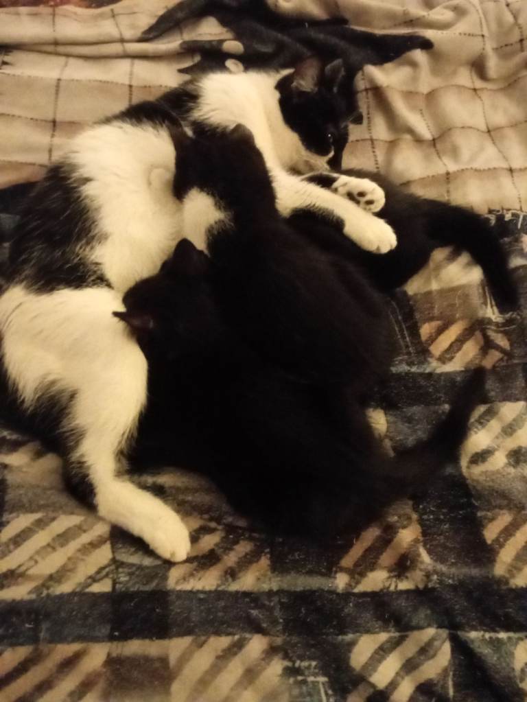 Three Beautiful Half Siamese Kittens For Sale