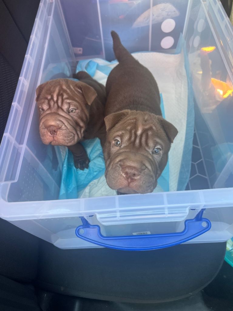Shar pei puppies