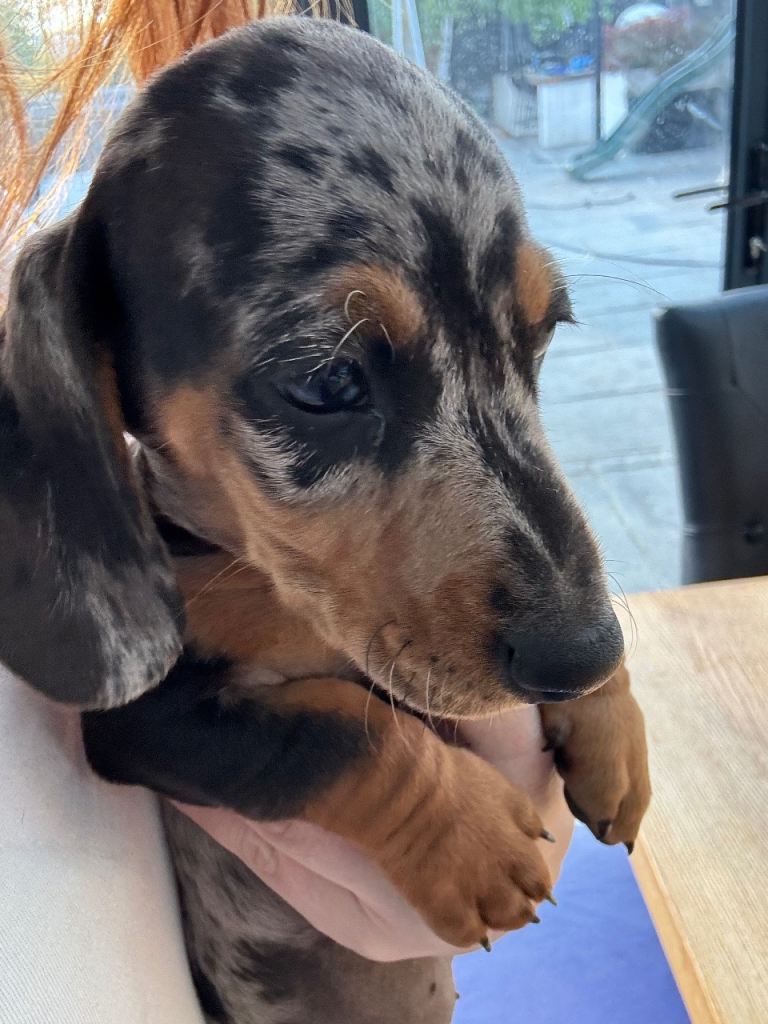 Gorgeous puppies ready 27th