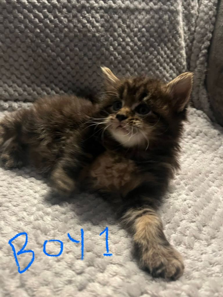 Half Maine coon kittens  ONLY GIRL 2 LEFT REST RESERVED 