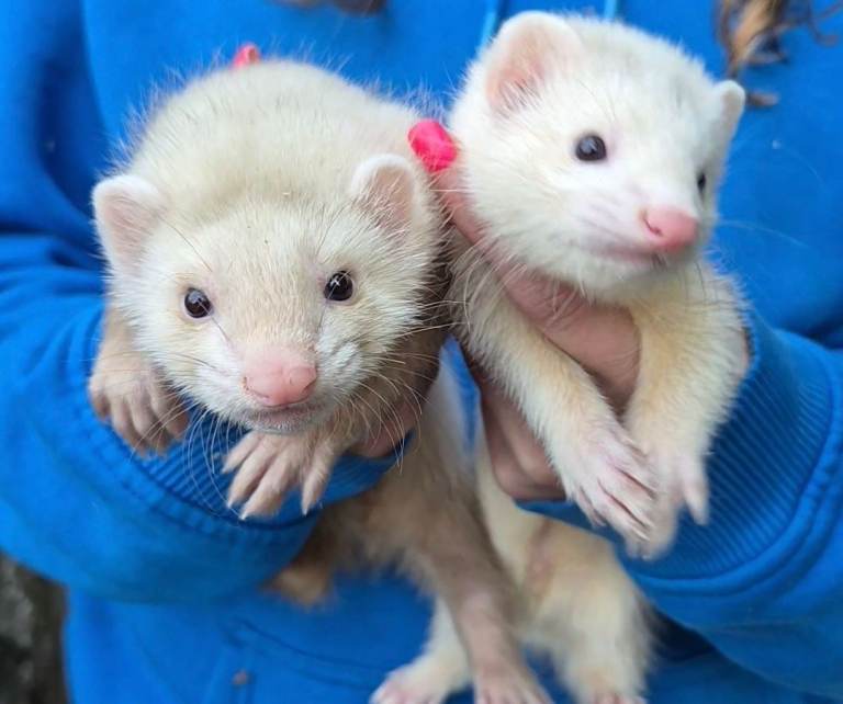 Ferret kits