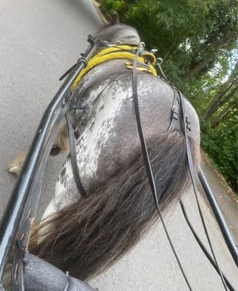 Full Harness for Pony– Good Condition, Black Leather