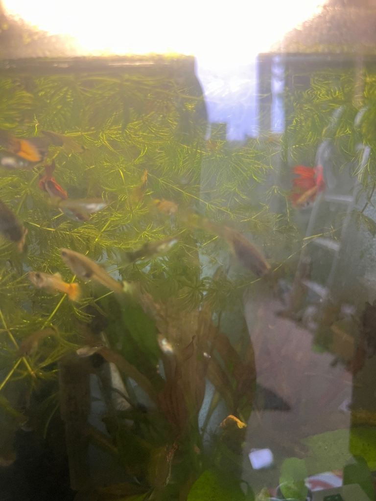 Mixed guppies