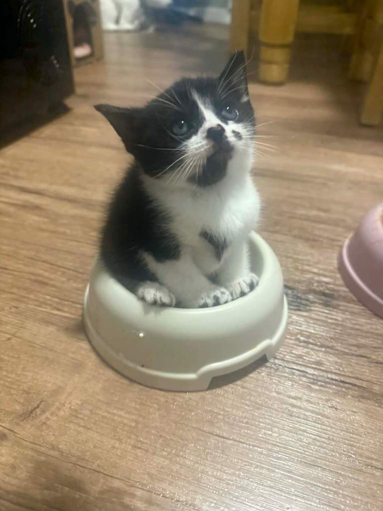 Beautiful kittens looking for there forever home 