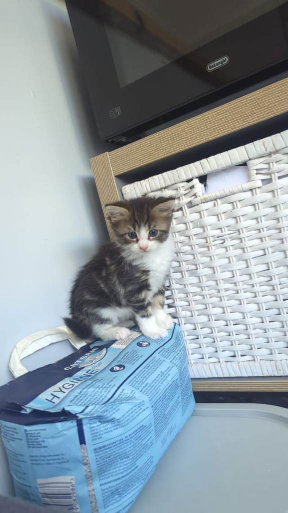 7 maine coon kittens 
