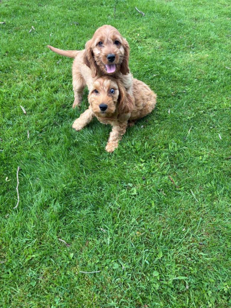 Cockapoo puppies 