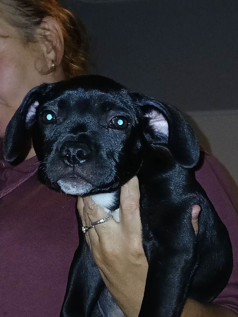 Staffie X Frenchie