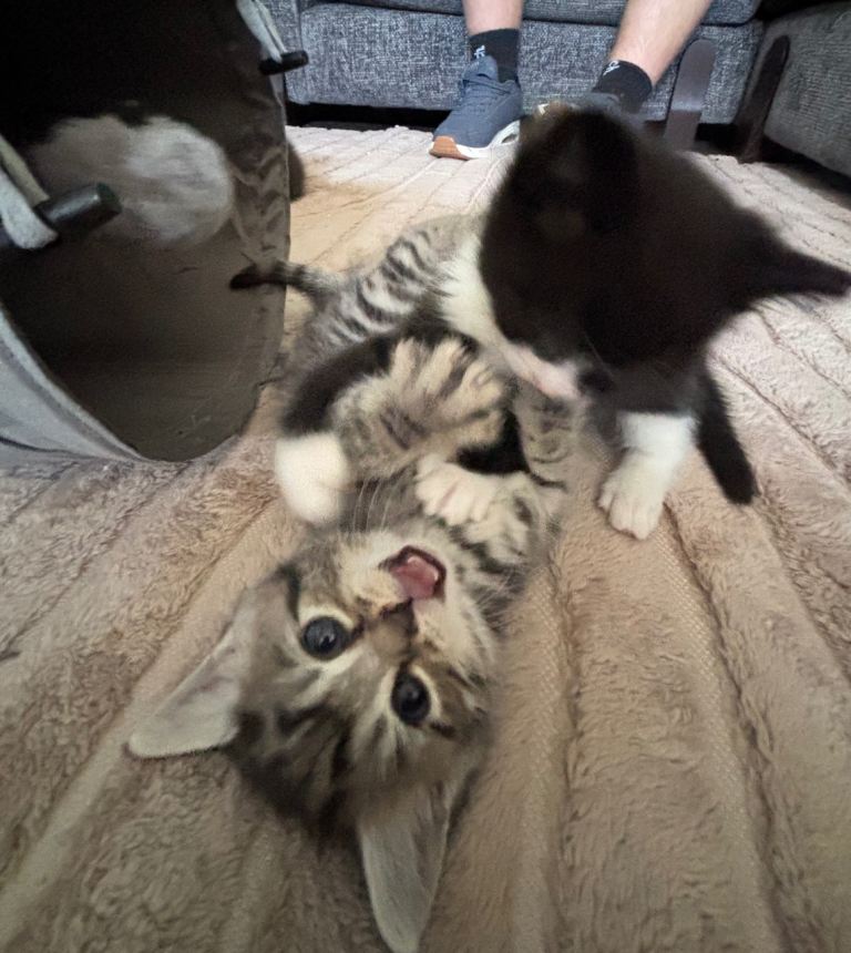 Cute kittens