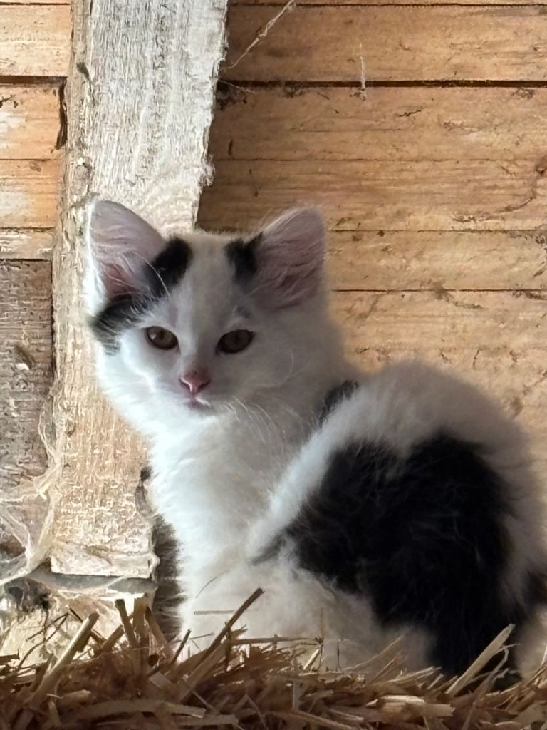 10 Week Old Kitten