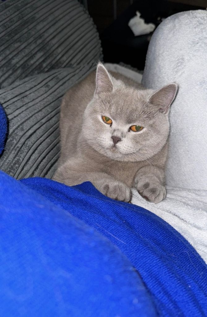 British Shorthair Female – Loving Indoor Home Only