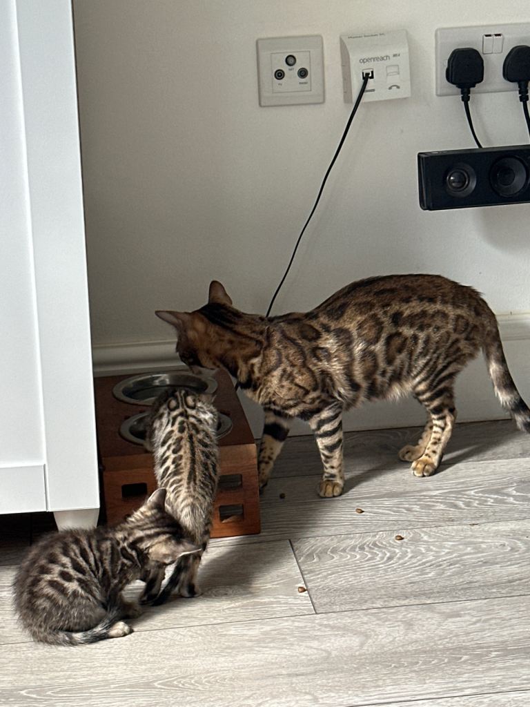 Bengal kittens - 4 girls with beautiful markings