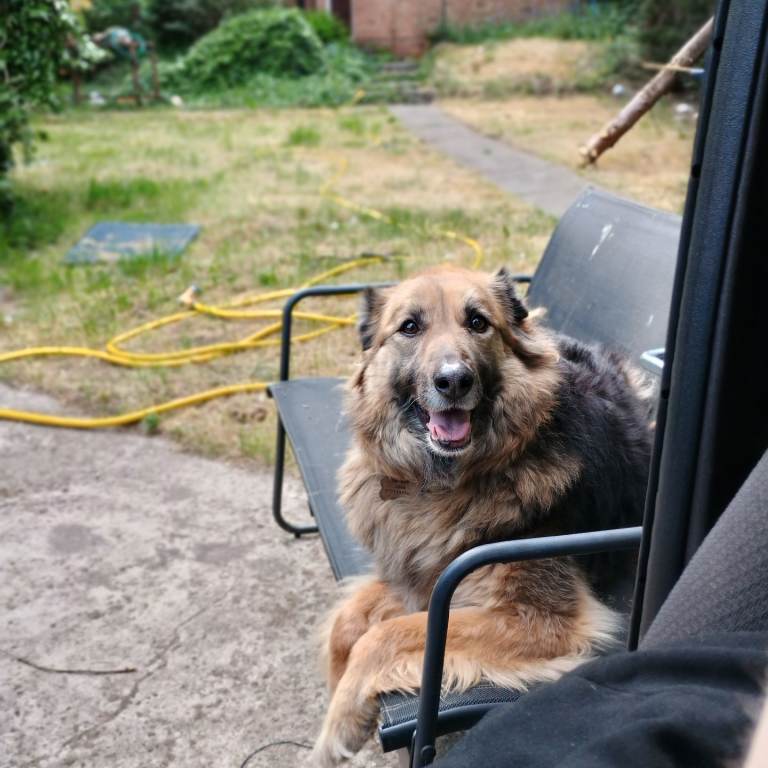 URGENT – Luna Needs a Home ASAP