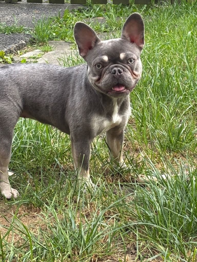 Stunning silver and fawn French bulldog bitch