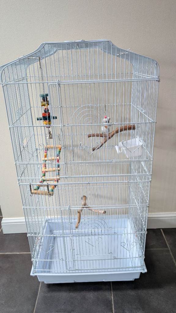 Bird cage 