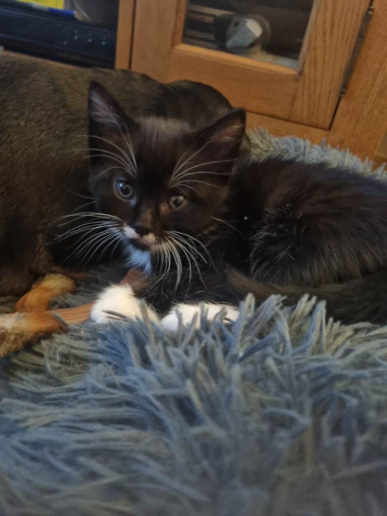 3 beautiful kittens * 1 female left *